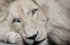 Réserve africaine : The Best Lion