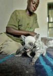 hienas bebes caminando - Hyène rayée (1 mois)