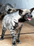bebe hiena sonriendo - Hyène rayée (3 ans)