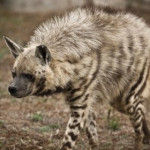 hiena - Hyène rayée